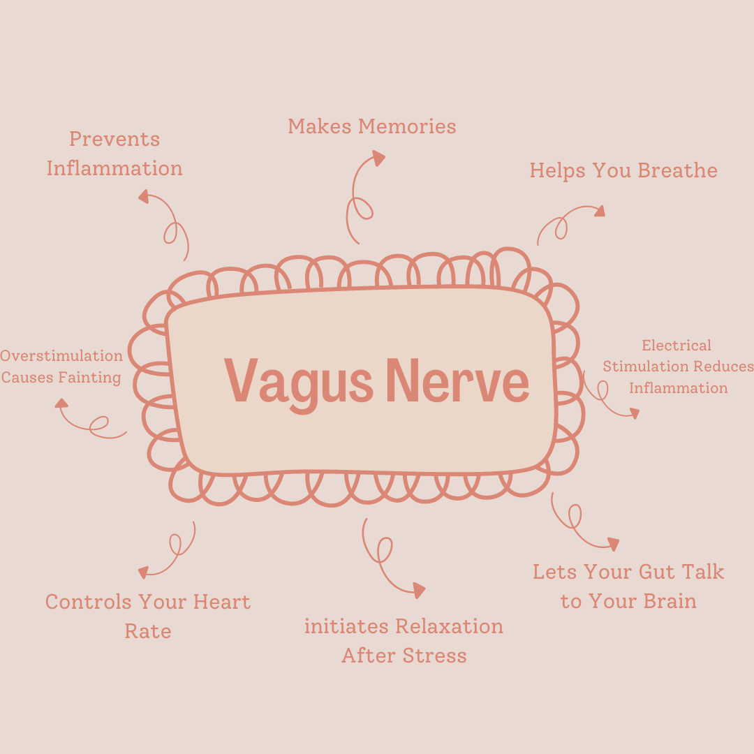 The Vagus Nerve A Biohack Jackpot! - Desert Valley Chiropractic